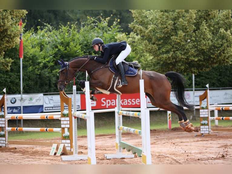 Oldenburg-International (OS) Mare 14 years 16.1 hh Brown in Schmelz