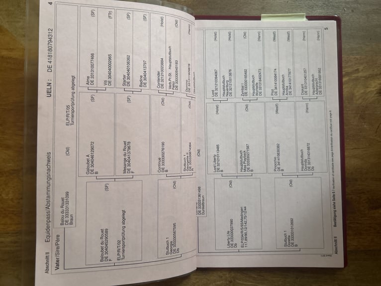 Oldenburg-International (OS) Mare 14 years 16.1 hh Smoky-Black in Sparneck