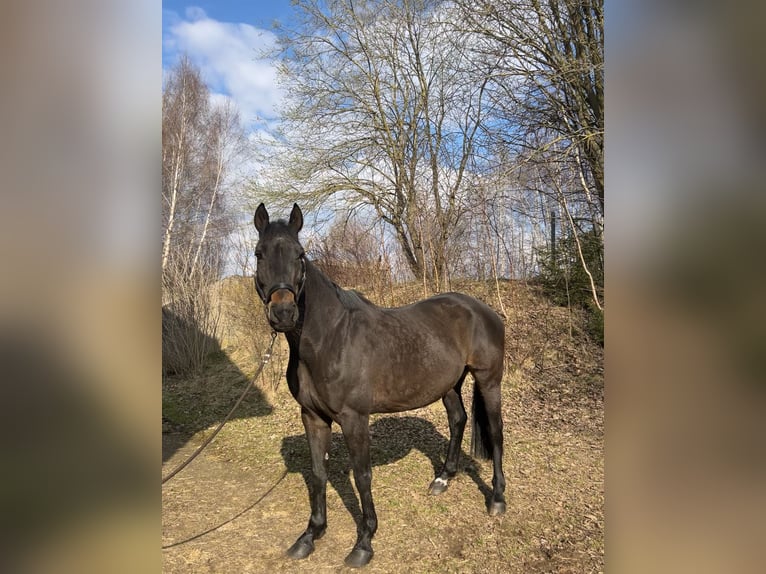Oldenburg-International (OS) Mare 14 years 16.1 hh Smoky-Black in Sparneck