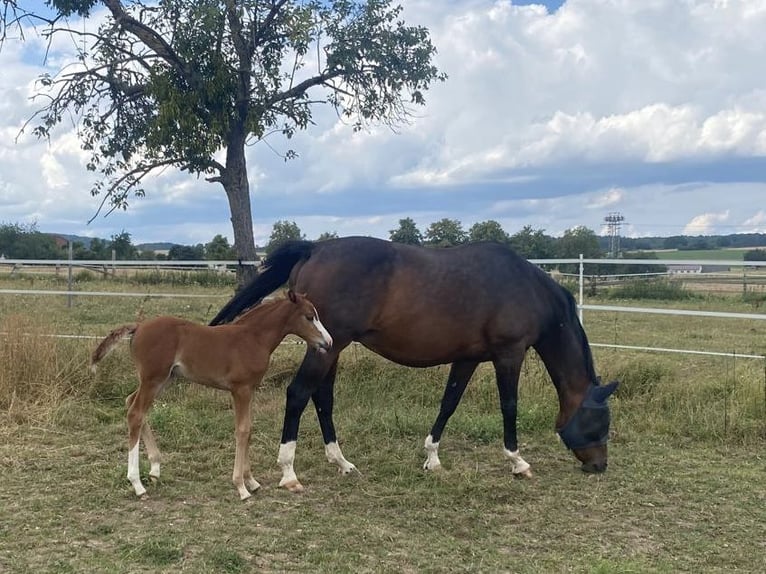 Oldenburg-International (OS) Mare 14 years 16 hh Bay-Dark in Bad Driburg