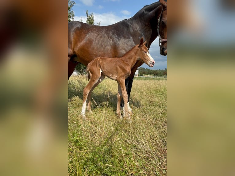 Oldenburg-International (OS) Mare 14 years 16 hh Bay-Dark in Bad Driburg