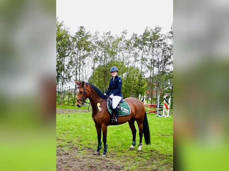 Oldenburg-International (OS) Mare 14 years 16 hh Brown in Aurich