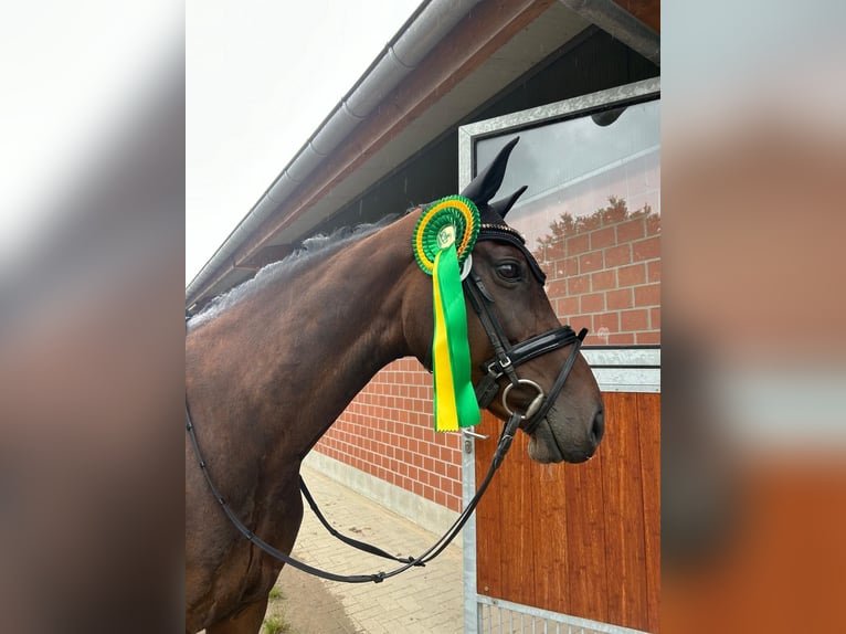 Oldenburg-International (OS) Mare 14 years 16 hh Brown in Garbsen