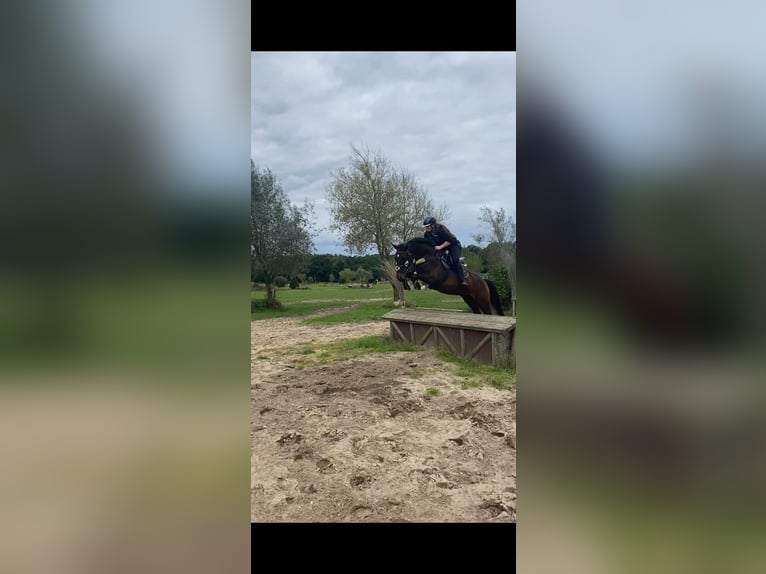 Oldenburg-International (OS) Mare 14 years 16 hh Brown in Garbsen