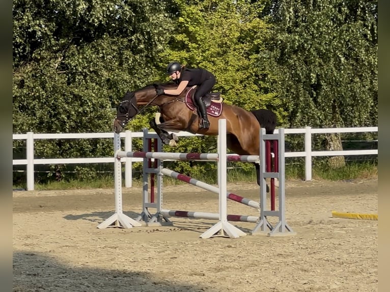Oldenburg-International (OS) Mare 14 years 16 hh Brown in Grefrath