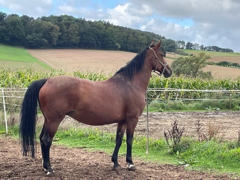 Oldenburg-International (OS) Mare 14 years 16,1 hh Brown in Am&#xF6;neburg