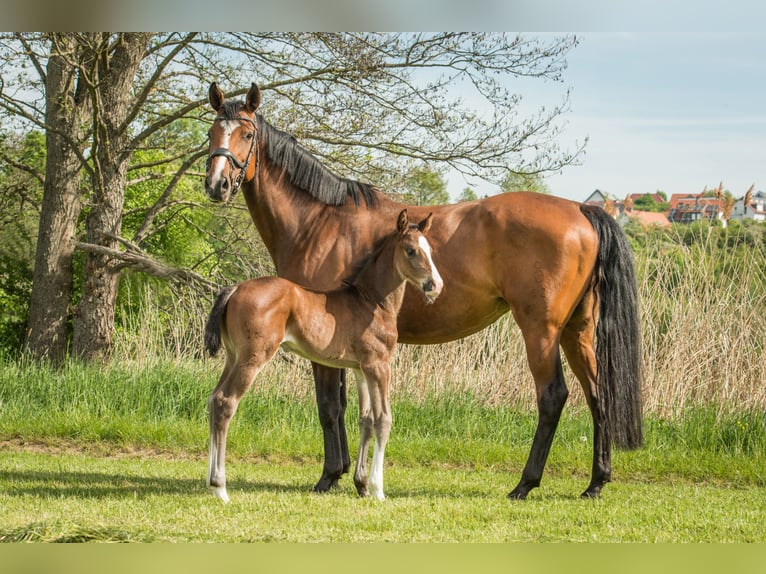 Oldenburg-International (OS) Mare 14 years 16,1 hh Brown in Frankenberg (Eder)