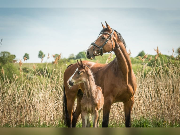 Oldenburg-International (OS) Mare 14 years 16,1 hh Brown in Frankenberg (Eder)