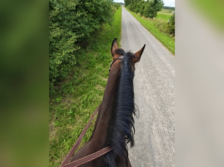 Oldenburg-International (OS) Mare 14 years 16,1 hh Brown in Braunschweig
