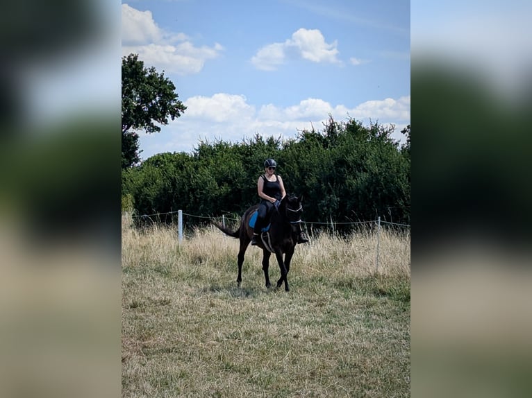 Oldenburg-International (OS) Mare 14 years 16,1 hh Brown in Braunschweig