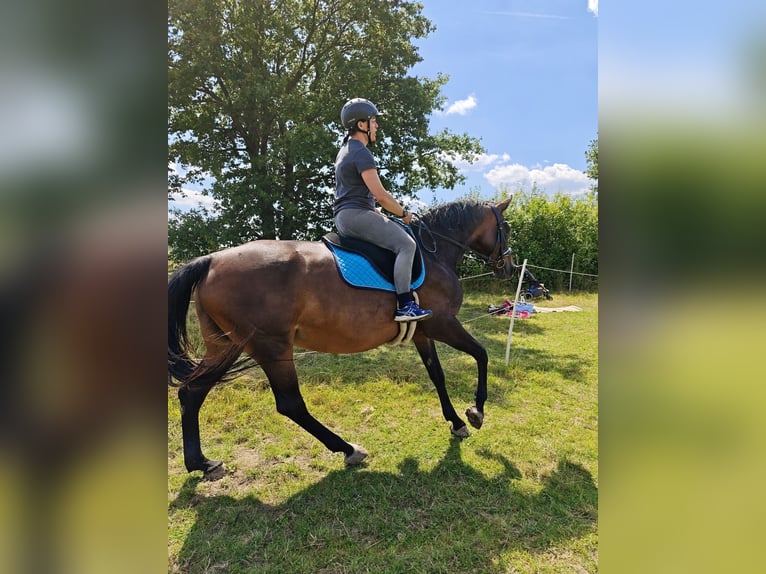 Oldenburg-International (OS) Mare 14 years 16,1 hh Brown in Braunschweig