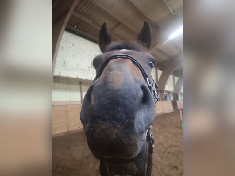 Oldenburg-International (OS) Mare 14 years 16,1 hh Brown in Braunschweig