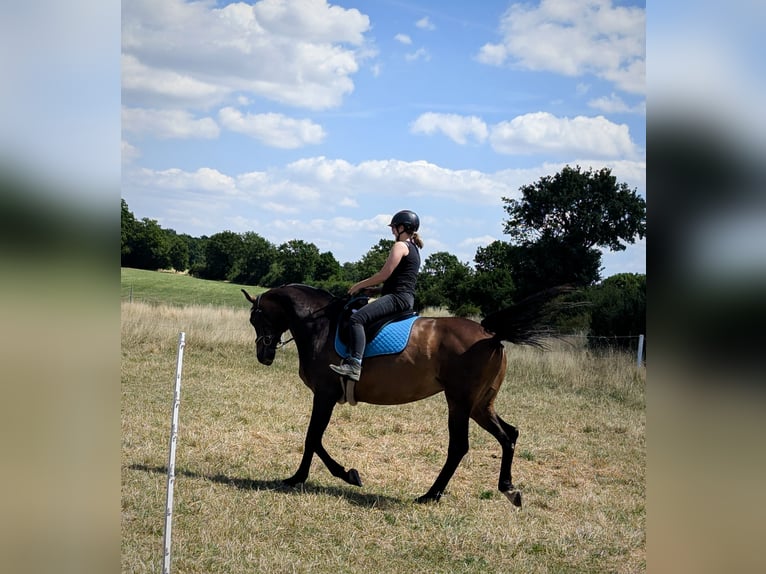Oldenburg-International (OS) Mare 14 years 16,1 hh Brown in Braunschweig