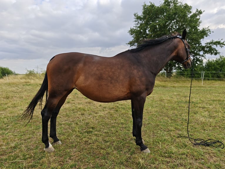 Oldenburg-International (OS) Mare 14 years 16,1 hh Brown in Braunschweig