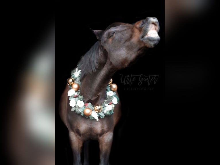 Oldenburg-International (OS) Mare 14 years 16,1 hh Brown in Braunschweig