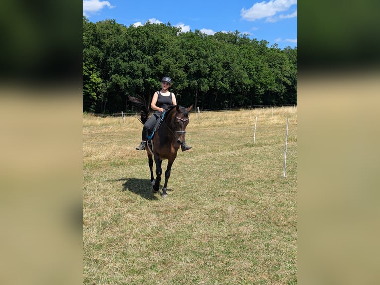 Oldenburg-International (OS) Mare 14 years 16,1 hh Brown in Braunschweig