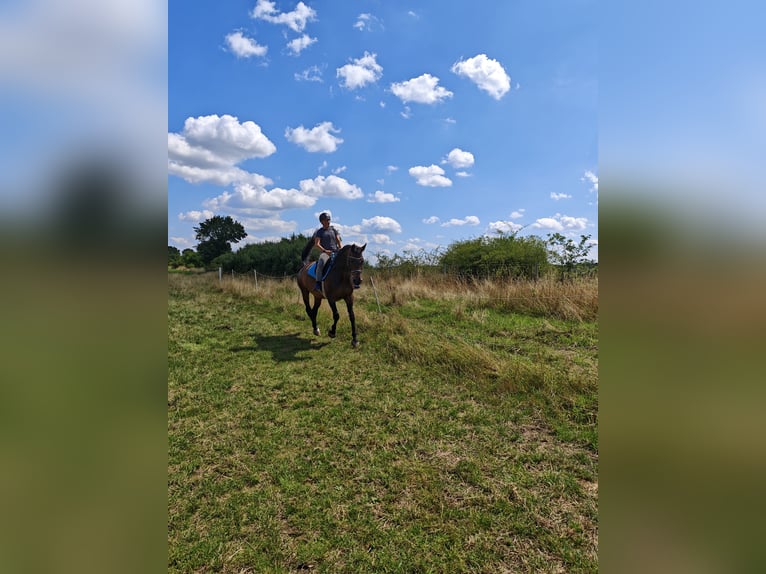 Oldenburg-International (OS) Mare 14 years 16,1 hh Brown in Braunschweig