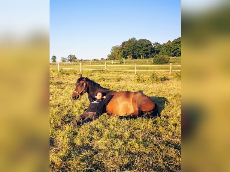 Oldenburg-International (OS) Mare 14 years 16,1 hh Brown in Braunschweig