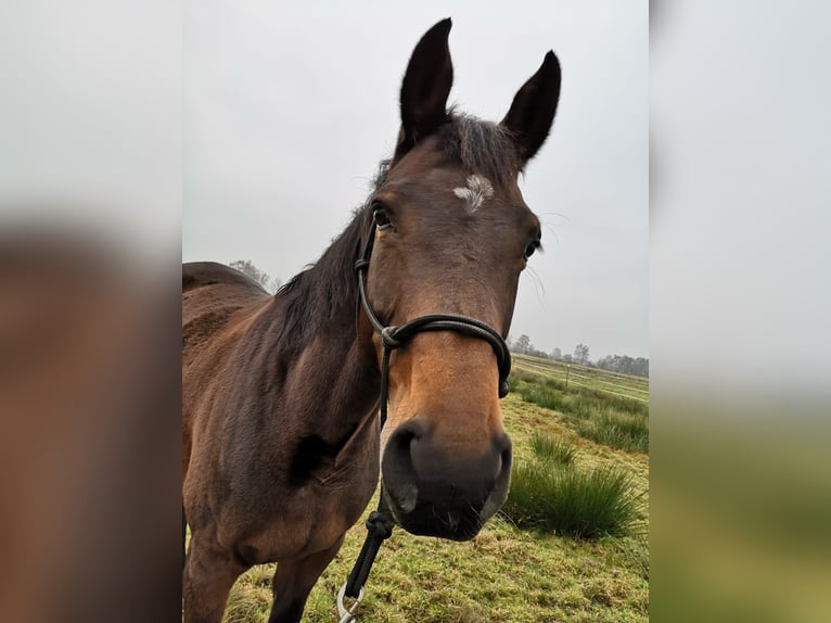 Oldenburg-International (OS) Mare 14 years 16,1 hh Brown in Braunschweig