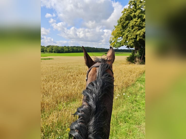 Oldenburg-International (OS) Mare 14 years 16,1 hh Brown in Braunschweig