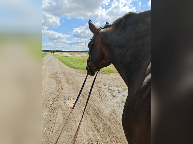 Oldenburg-International (OS) Mare 14 years 16,1 hh Brown in Braunschweig