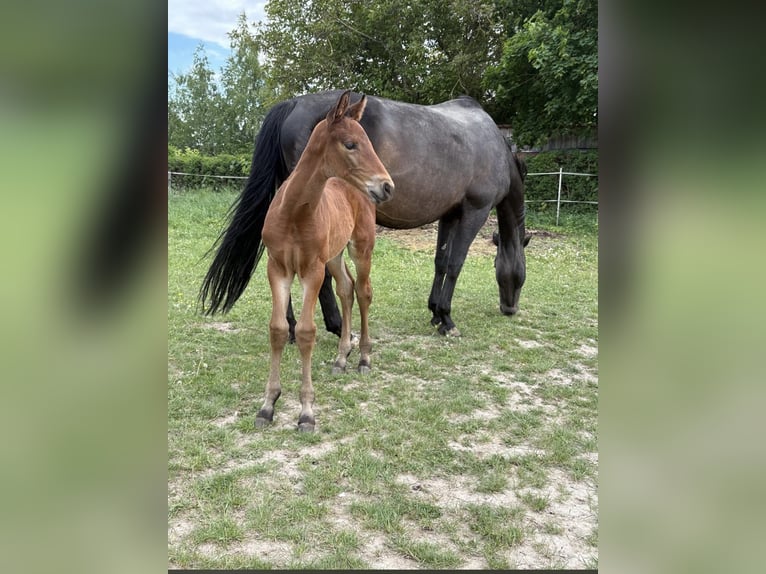 Oldenburg-International (OS) Mare 14 years 16,1 hh Smoky-Black in Sparneck