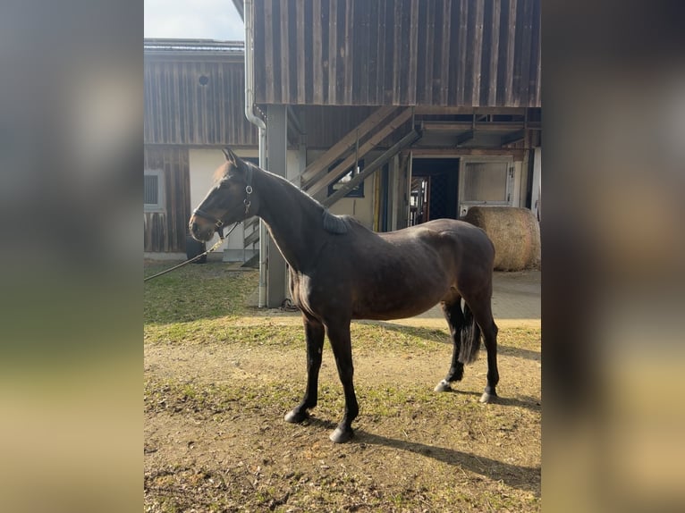 Oldenburg-International (OS) Mare 14 years 16,1 hh Smoky-Black in Sparneck