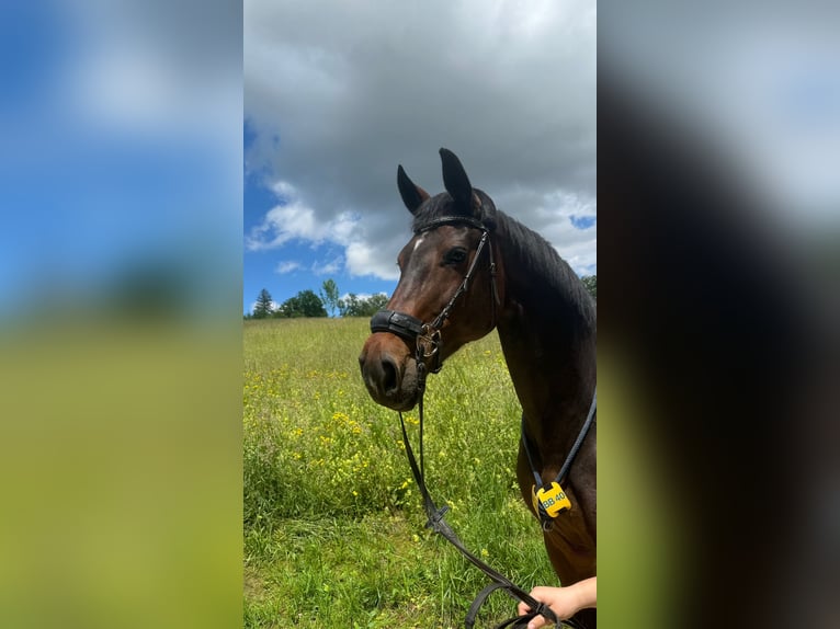 Oldenburg-International (OS) Mare 14 years 16,2 hh Bay-Dark in Oberwil BL