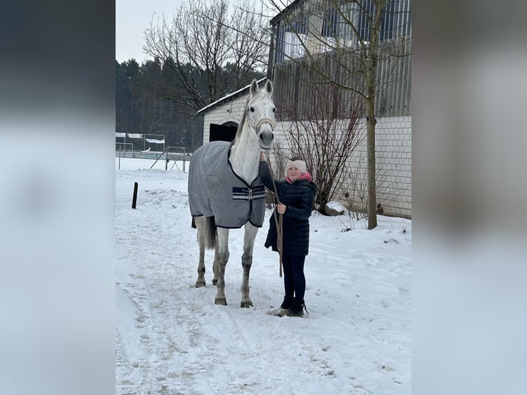Oldenburg-International (OS) Mare 15 years 16.1 hh Grey in Bad Bodenteich