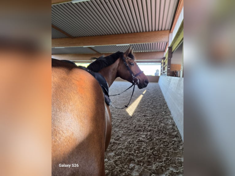 Oldenburg-International (OS) Mare 15 years 16.3 hh Brown in Kirchberg an der Murr