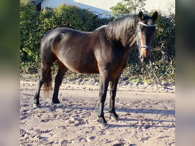 Oldenburg-International (OS) Mare 15 years 16 hh Bay-Dark in Sonnefeld