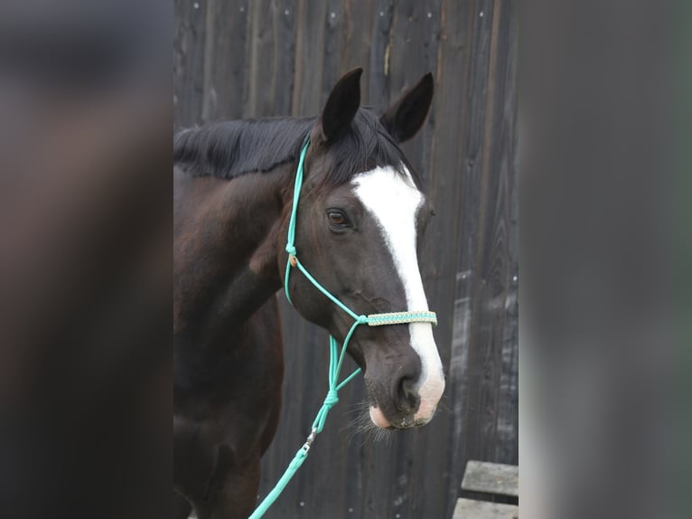 Oldenburg-International (OS) Mare 15 years 16 hh Black in Wettenberg