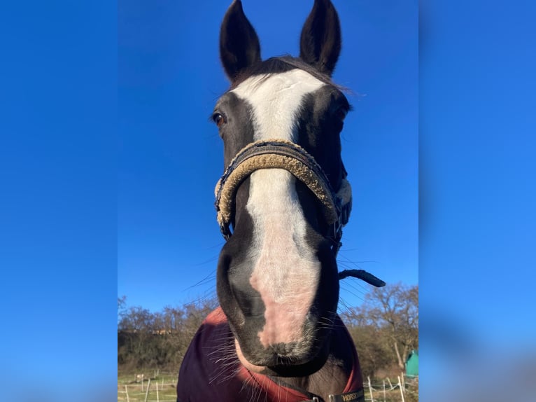 Oldenburg-International (OS) Mare 15 years 16 hh Black in Wettenberg