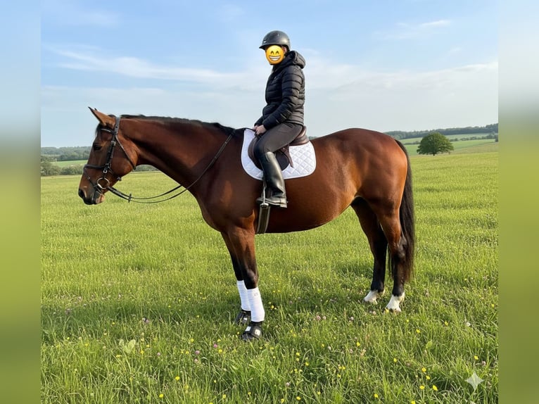 Oldenburg-International (OS) Mare 15 years 16,1 hh Bay-Dark in Amöneburg