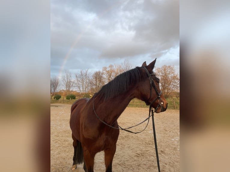 Oldenburg-International (OS) Mare 15 years 16,1 hh Brown in Aurich