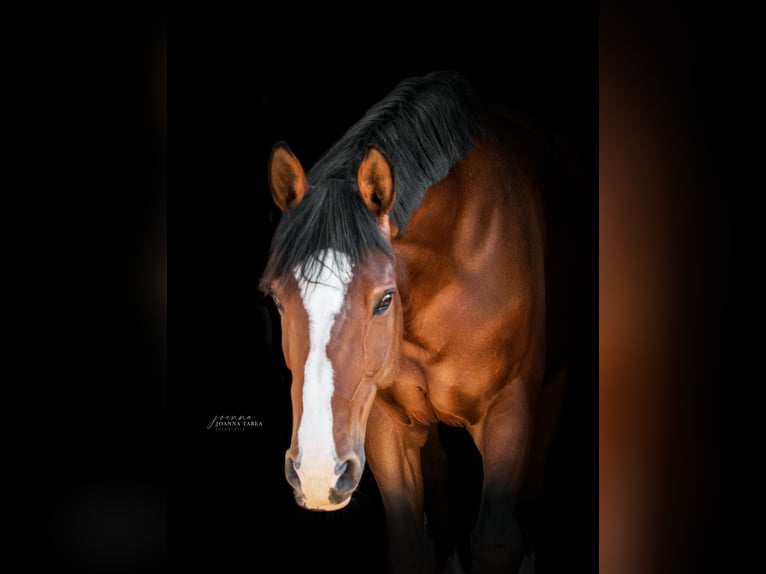 Oldenburg-International (OS) Mare 15 years 16,1 hh Brown in Dingen