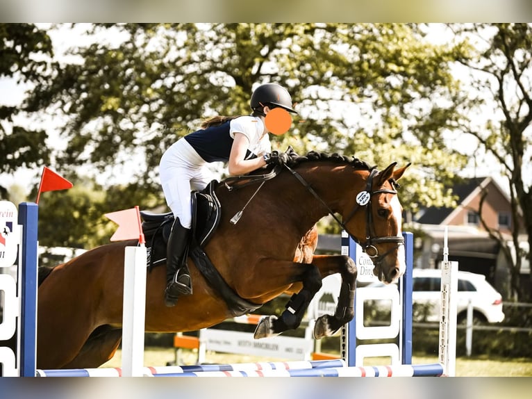 Oldenburg-International (OS) Mare 15 years 16,1 hh Brown in Dingen