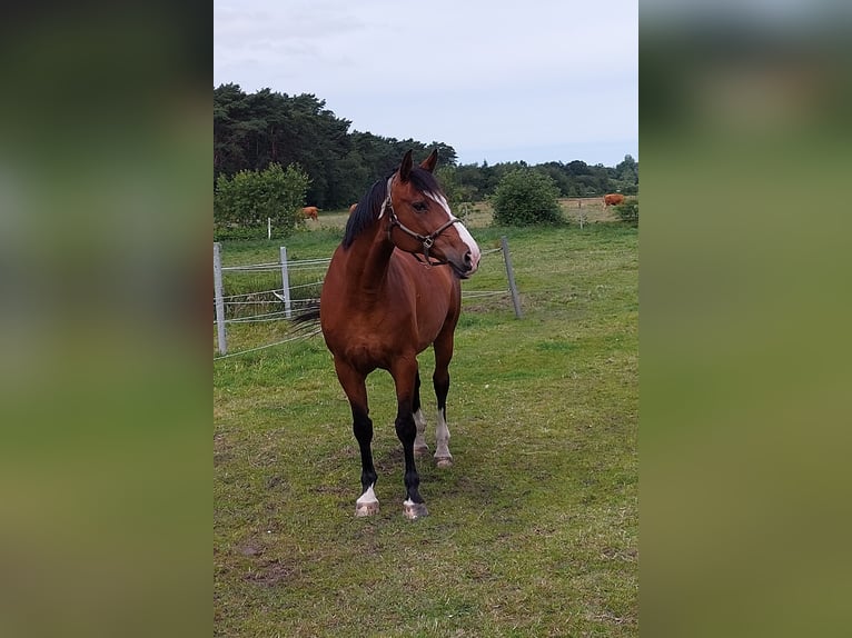 Oldenburg-International (OS) Mare 15 years 16,1 hh Brown in Dingen
