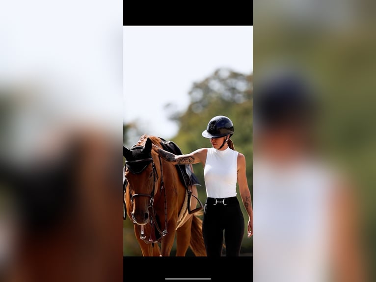 Oldenburg-International (OS) Mare 15 years 16,1 hh Chestnut-Red in Altlu&#xDF;heim