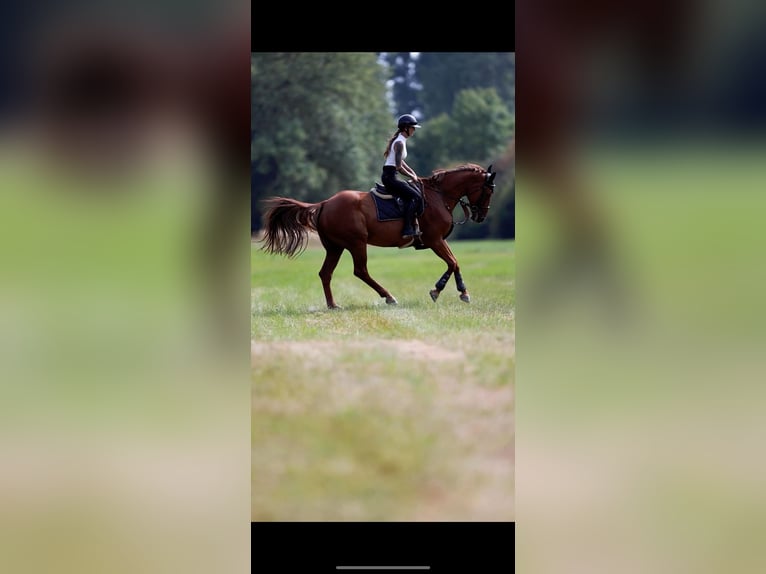 Oldenburg-International (OS) Mare 15 years 16,1 hh Chestnut-Red in Altlu&#xDF;heim