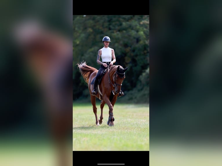 Oldenburg-International (OS) Mare 15 years 16,1 hh Chestnut-Red in Altlu&#xDF;heim