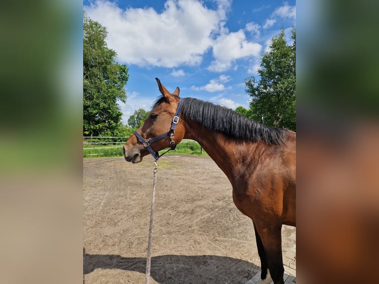 Oldenburg-International (OS) Mare 16 years 16.2 hh Brown in Esterwegen