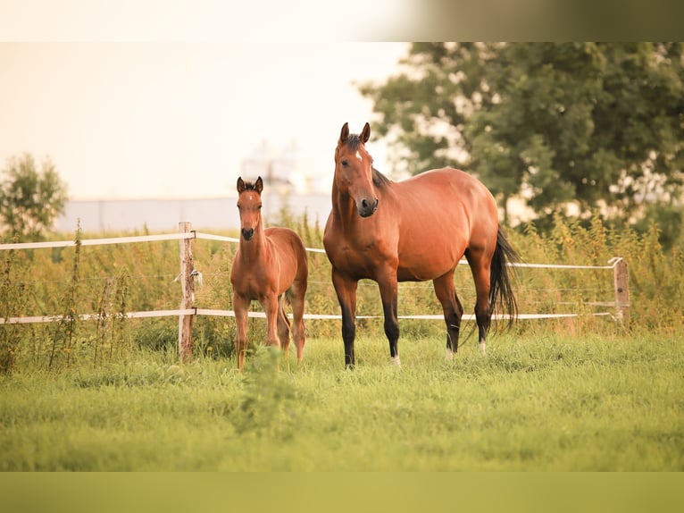 Oldenburg-International (OS) Mare 16 years 16.2 hh Brown in Ihlow