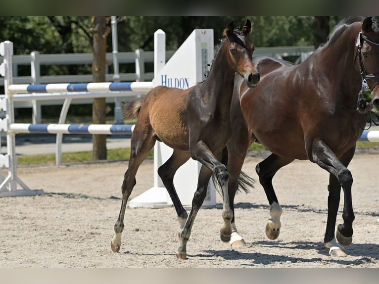 Oldenburg-International (OS) Mare 16 years 16 hh Bay-Dark in Salem