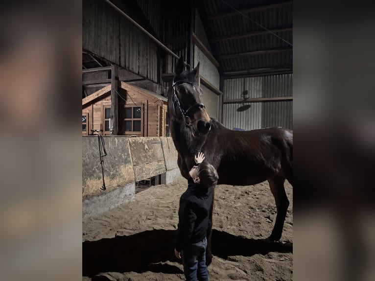 Oldenburg-International (OS) Mare 16 years 16 hh Brown in Edewecht