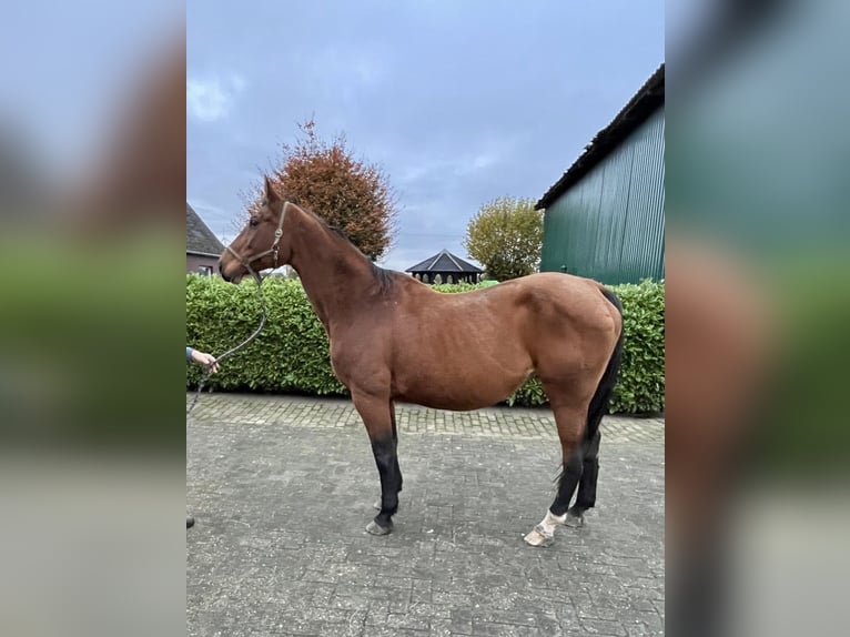 Oldenburg-International (OS) Mare 16 years 16,2 hh Brown in Twistringen