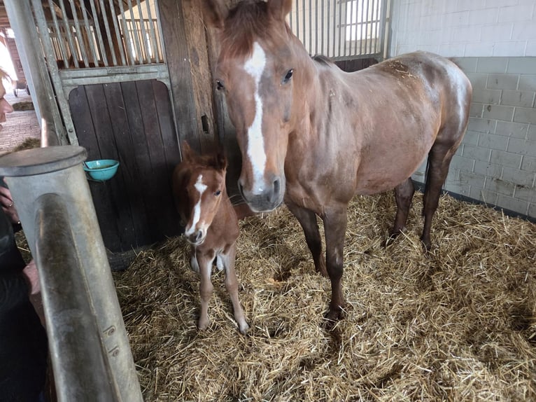 Oldenburg-International (OS) Mare 16 years 16,2 hh Chestnut in Löningen