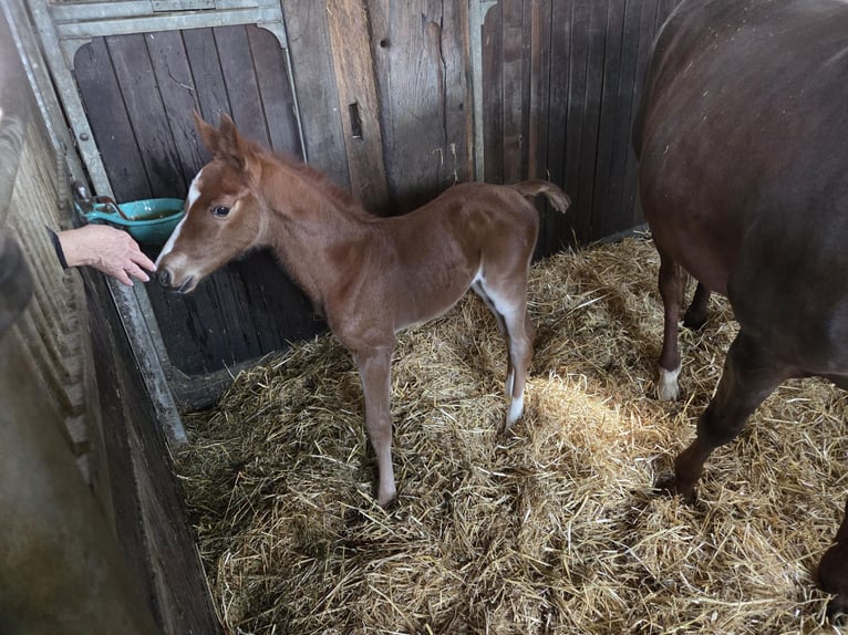 Oldenburg-International (OS) Mare 16 years 16,2 hh Chestnut in Löningen