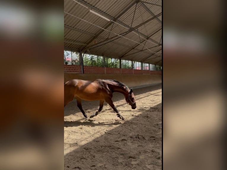 Oldenburg-International (OS) Mare 17 years 16.1 hh Brown in Plau am See