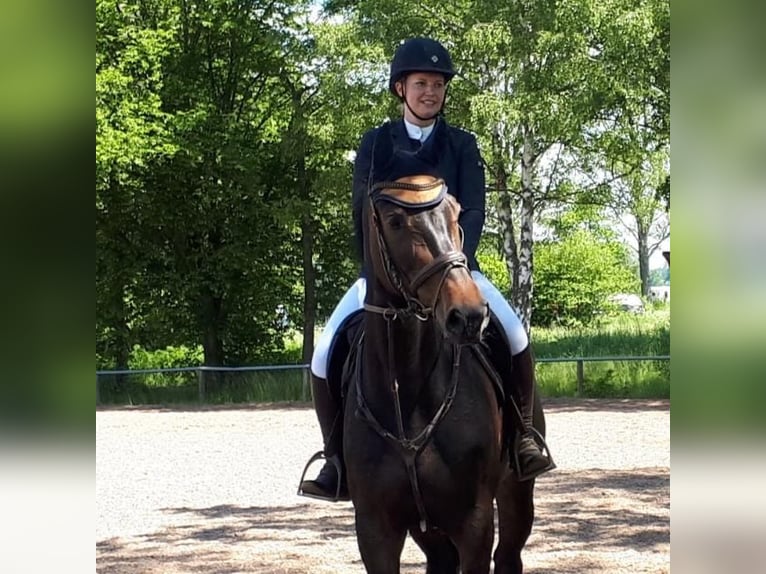 Oldenburg-International (OS) Mare 17 years 16.2 hh Bay-Dark in Rosenthal